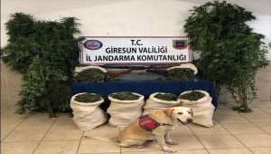 Giresun'da uyuşturucu operasyonu