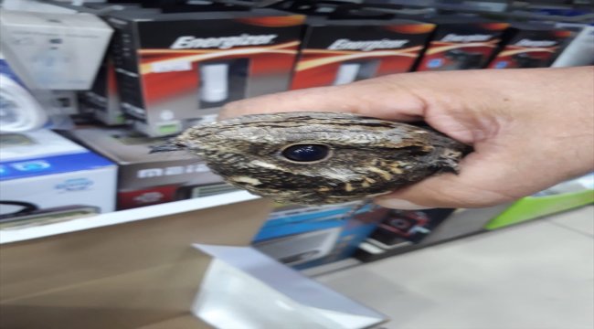 İş yerine Ebabil kuşu girdi