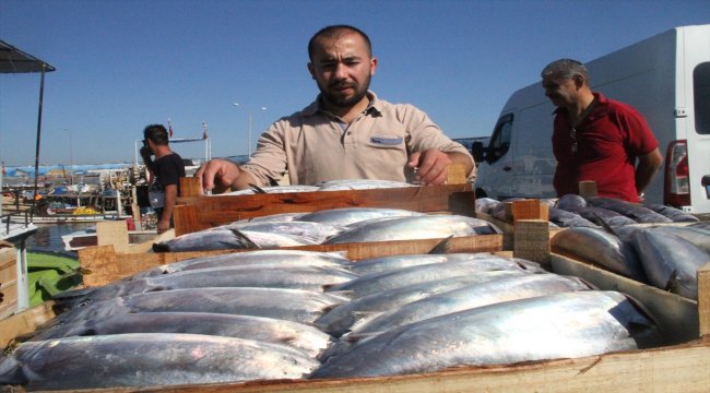Karadeniz'de palamut bolluğu