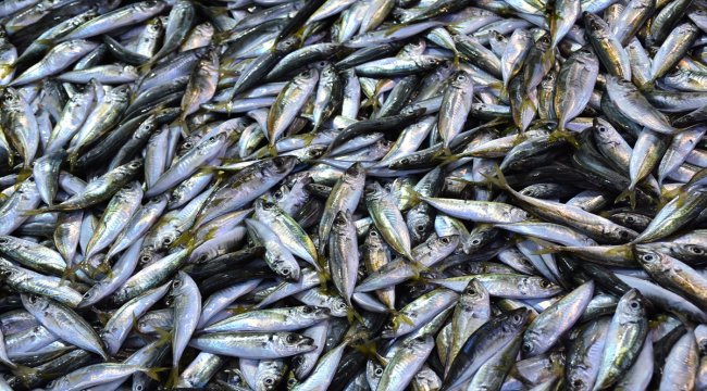 Karadeniz'de tezgahlarda palamut bolluğu