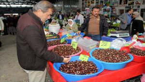Kestane üreticisi hem verimden hem fiyattan memnun