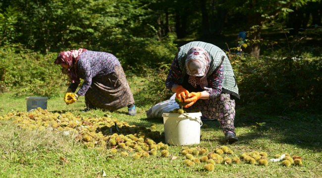 Kestane üreticisinin zorlu mesaisi