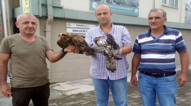Ordu'da yaralı bulunan iki şahin tedavi altına alındı