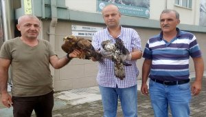 Ordu'da yaralı bulunan iki şahin tedavi altına alındı