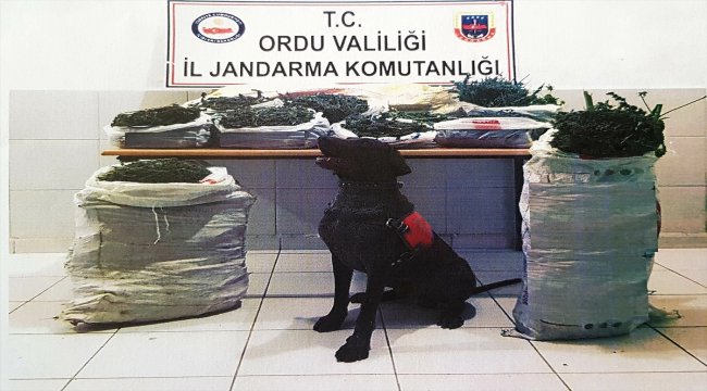Ordu'daki uyuşturucu operasyonu