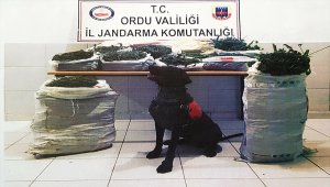 Ordu'daki uyuşturucu operasyonu