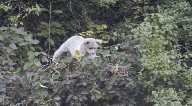 Rize'de ayı ve yavrusu görüntülendi