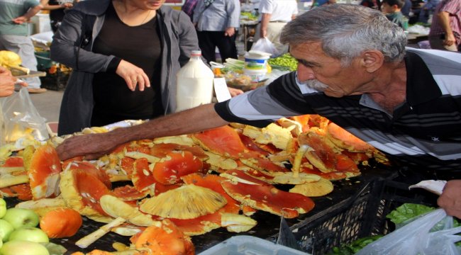 Sinop'ta vatandaşlara zehirli mantar uyarısı