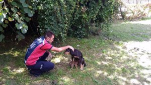 Tellere takılan yavru köpek kurtarıldı
