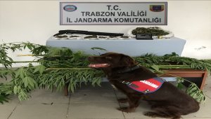 Trabzon'da uyuşturucu operasyonu