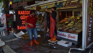 Yeşilırmak'ta oltaya 1 metre 75 santimlik yayın balığı takıldı