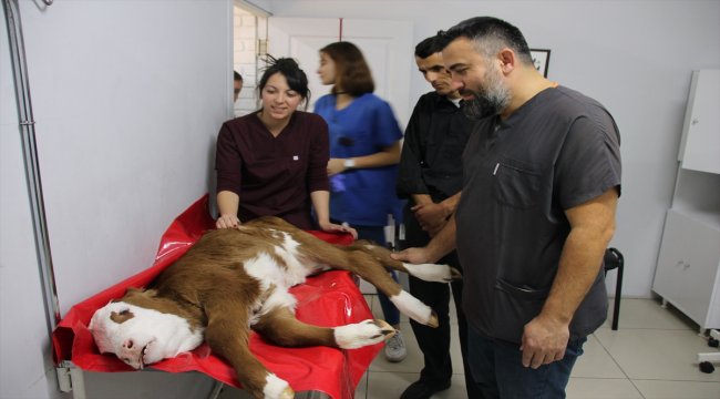 Bağırsağı gelişmeyen buzağıya hayat kurtaran ameliyat