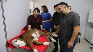 Bağırsağı gelişmeyen buzağıya hayat kurtaran ameliyat