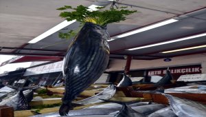 Bir metrelik torik 200 liraya alıcı buldu