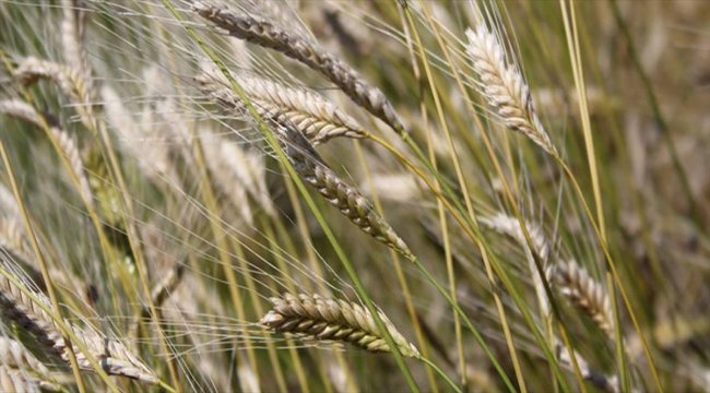 Çiftçilere alım garantili "iza buğdayı" tohumu dağıtımı