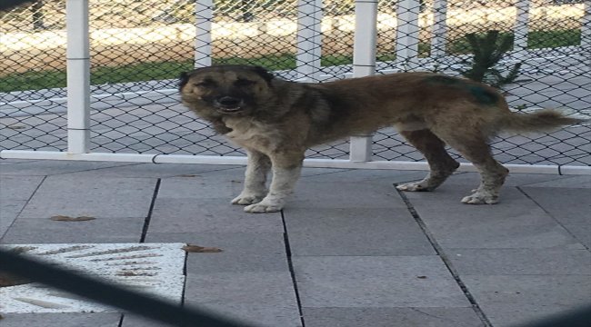 Dere yatağına düşen köpeği itfaiye ekipleri kurtardı