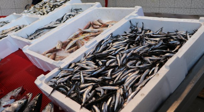 Hamsi ihracatı sezona hızlı başladı