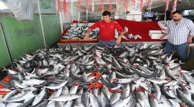 Karadeniz'de palamut bolluğu