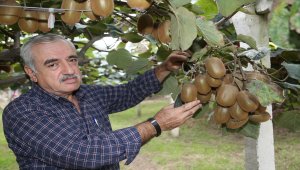 Kivi üreticilerine erken hasat uyarısı