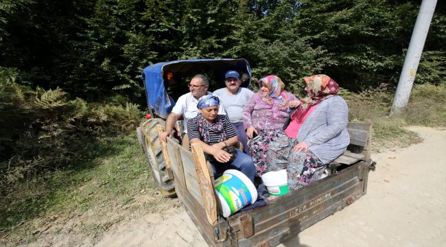 Köylülerin kestaneye giden "dikenli" yolculuğu