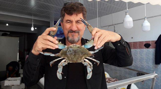 Mavi yengeç Karadeniz'de ağlara takıldı