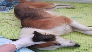 Ordu'da köpeğe işkence yapıldığı iddiası