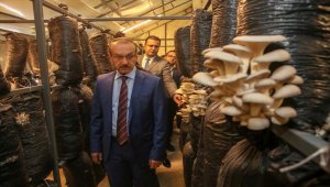Ordu istiridye mantarında öne çıkmayı hedefliyor