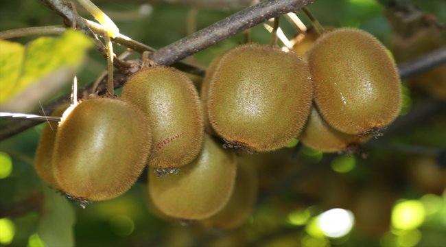 Ordu kivisi dalında satıldı
