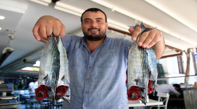 Palamut bereketi ihracata döndü