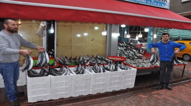 Palamut bolluğu balıkçıları sevindirdi