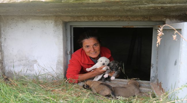 Sokak köpekleri için tatilini uzattı