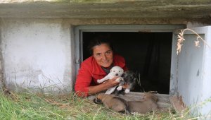 Sokak köpekleri için tatilini uzattı