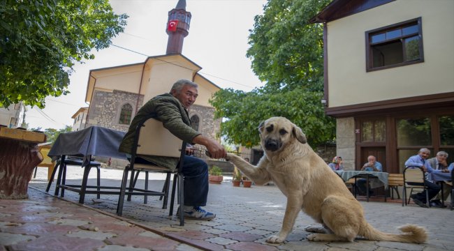 Tamzara 1 milyon liralık projeyle turizmde adından söz ettirecek