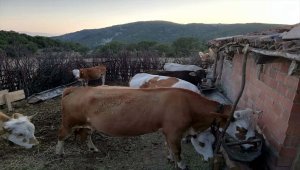 Tokat'ta büyükbaş hayvan hırsızlığı