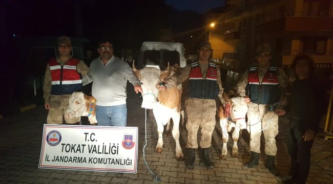 Tokat'ta büyükbaş hayvan hırsızlığı