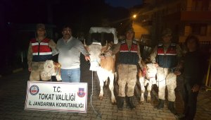Tokat'ta büyükbaş hayvan hırsızlığı