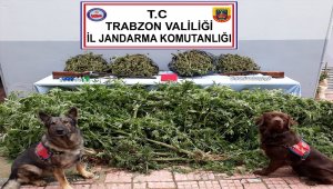 Trabzon'da uyuşturucu operasyonu