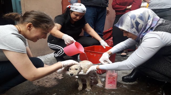 Yavru köpeğe öğrenciler sahip çıktı