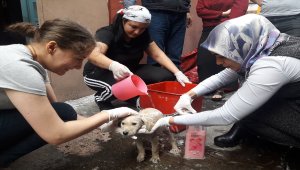 Yavru köpeğe öğrenciler sahip çıktı