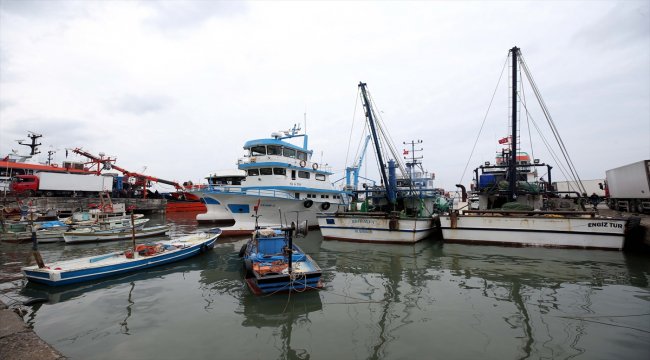 Akçakoca'da hamsi bolluğu