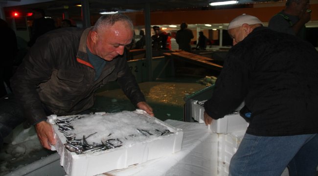 Akçakoca kıyılarında hamsi bereketi