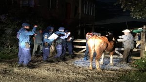 Bartın'daki hayvan hırsızlığı operasyonu