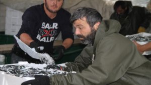 Batı Karadeniz'de hamsi bolluğu sürüyor