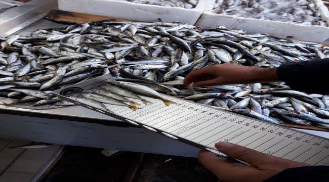 "Boy yasağı"na takılan 5 ton 842 kilogram balığa el konuldu