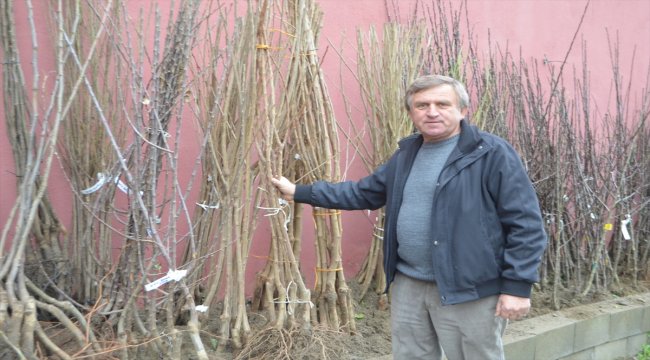 Çaycuma'da meyve fidanları satışa sunuldu