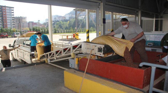 Giresun'da TMO fındık alımına başladı