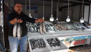 "Hamsiyi aralık ayında bekliyoruz"