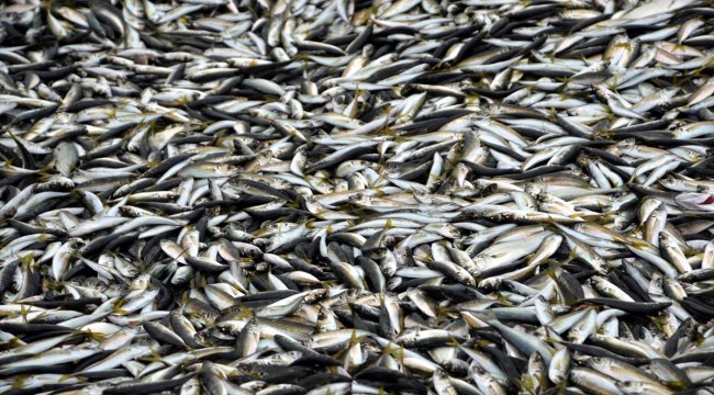 Karadeniz'de istavrit bolluğu