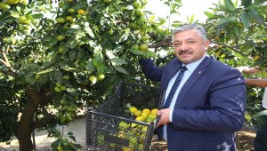 Ordu'da narenciye hasadı başladı