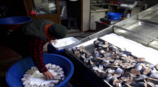 Sezonun son palamutları yazın tüketilmek için tuzlanıyor